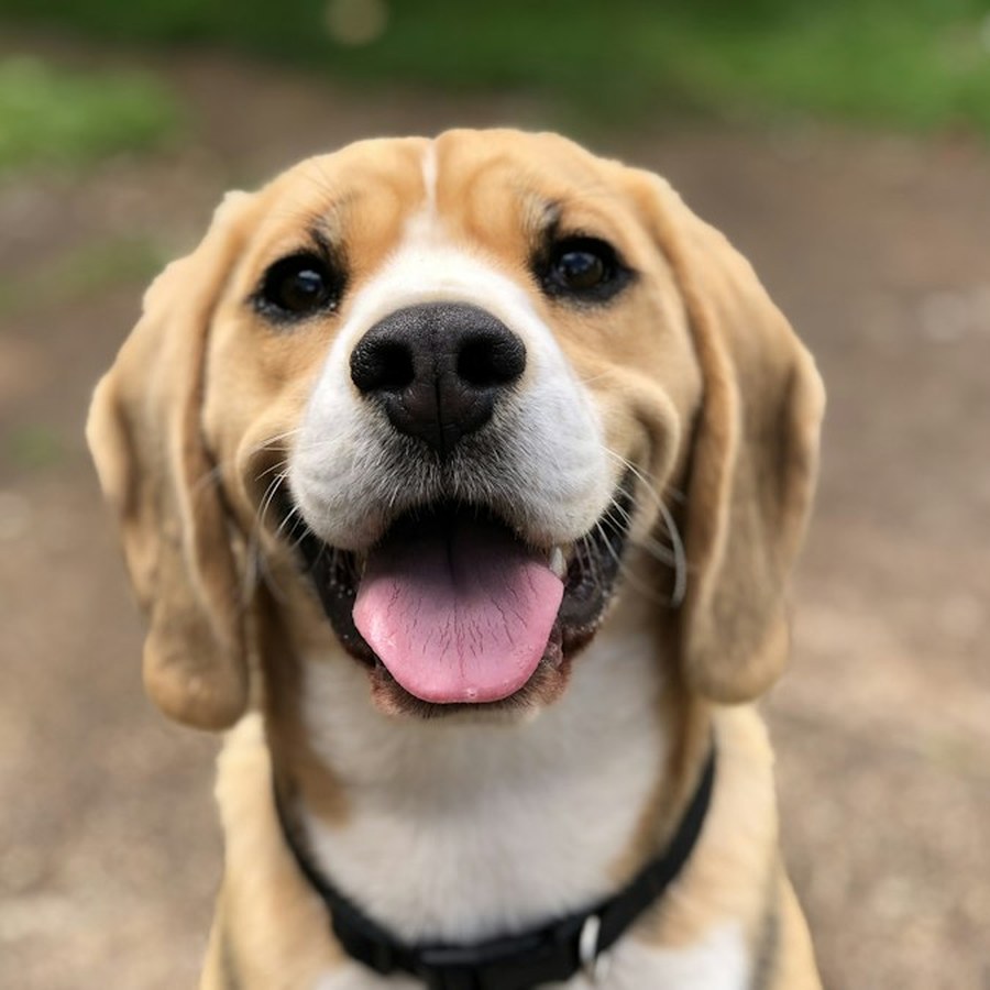 Biscuit ✦