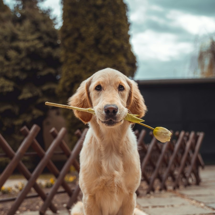 Forever our good boy